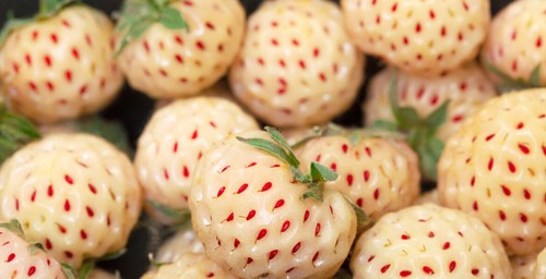 Semi fragole giapponese - fragole,